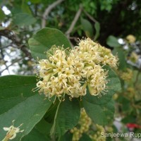 Cordia monoica Roxb.